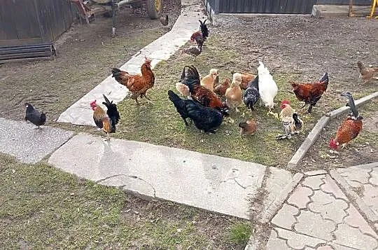 Kuguty, Podkarpackie, Ropczyce