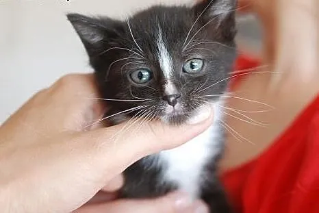 Bella, Merlin i Inka czekają na dom.,  śląskie Bie