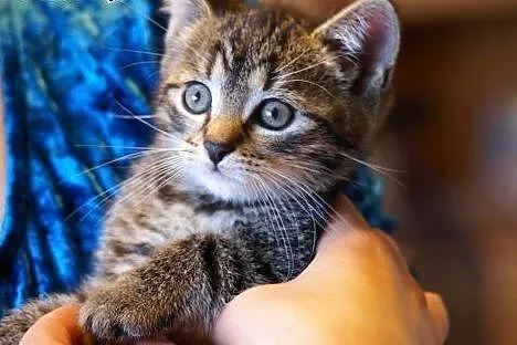 Bella, Merlin i Inka czekają na dom.,  śląskie Bie
