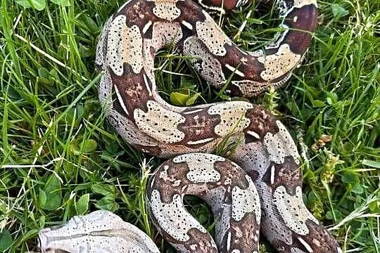 Boa constrictor Gujana