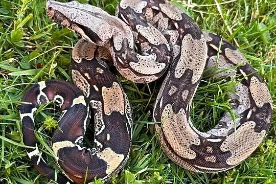 Boa constrictor Gujana, Śląskie, Katowice