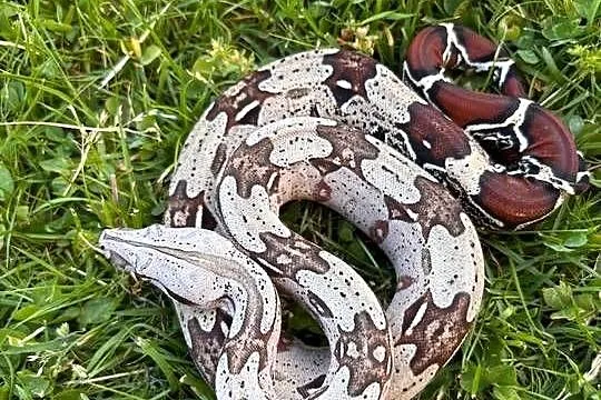 Boa constrictor Gujana, Śląskie, Katowice