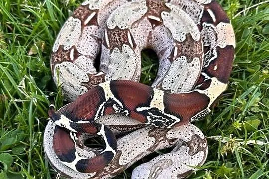 Boa constrictor Gujana, Śląskie, Katowice