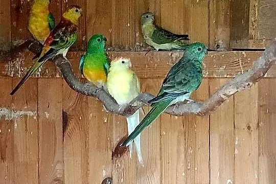 Papugi różne., Mazowieckie, Czarna Kolonia
