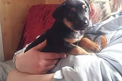 Dzidzia, 7 tygodniowa kruszynka do pokochania!