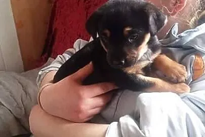 Dzidzia, 7 tygodniowa kruszynka do pokochania!