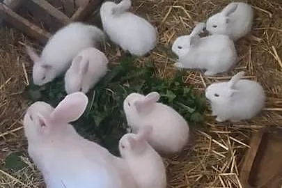 Samica z młodymi sztuk 7 polecam
