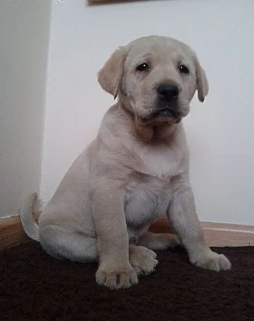 Labrador, LABKI, LaBUsie, wielkopolskie Poznań