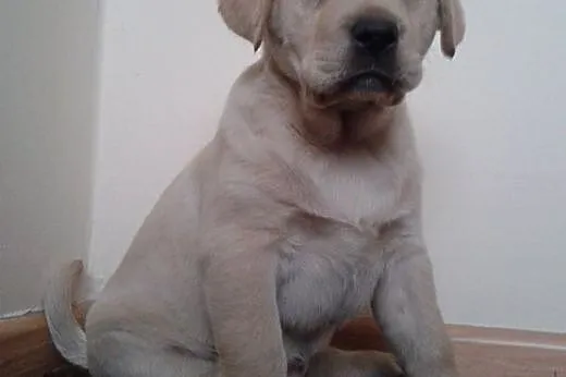 Labrador, LABKI, LaBUsie,  wielkopolskie Poznań