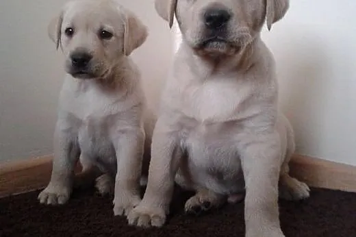 Labrador, LABKI, LaBUsie,  wielkopolskie Poznań