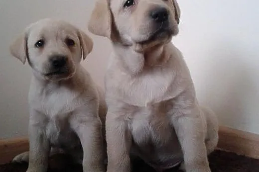 Labrador, LABKI, LaBUsie,  wielkopolskie Poznań