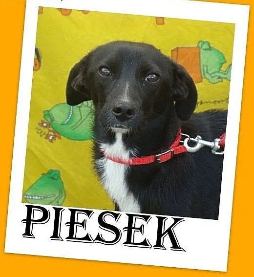 10 kg,delikatnej budowy,łagodny,wesoły piesek ŁIPE