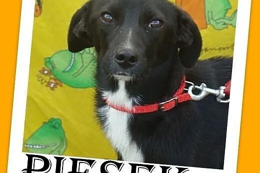 10 kg,delikatnej budowy,łagodny,wesoły piesek ŁIPE