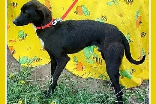 10 kg,delikatnej budowy,łagodny,wesoły piesek ŁIPE
