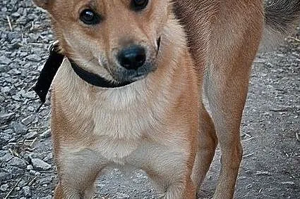 Młody 2 lata,średni,kontaktowy,troche nieśmiały,zaszczepiony piesek BAGI.Adopcja