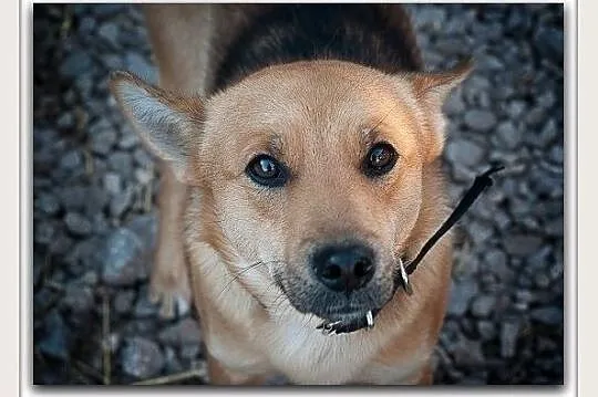 Młody 2 lata,średni,kontaktowy,troche nieśmiały,zaszczepiony piesek BAGI.Adopcja, Łódzkie, Łódź
