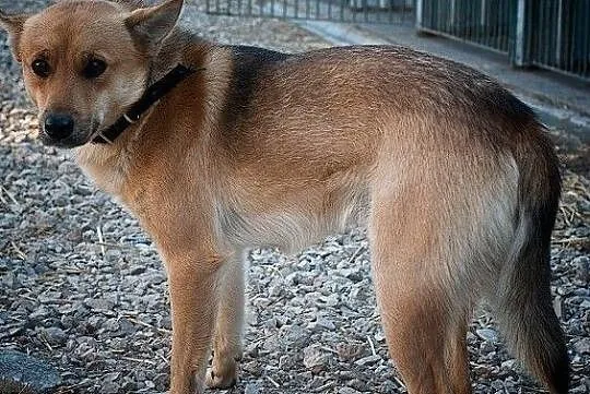 Młody 2 lata,średni,kontaktowy,troche nieśmiały,zaszczepiony piesek BAGI.Adopcja, Łódzkie, Łódź
