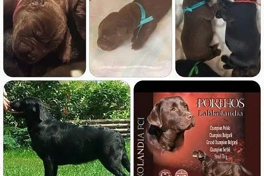 Labrador czekoladowe i czarne chlopaki ZkwP/FCI,  
