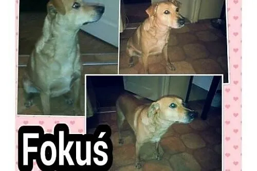 Fokuś - niewielki piesek bardzo prosi o nowy dom