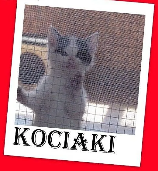 Wspinają się na kraty,płaczą,chcą na ręce, kociaki