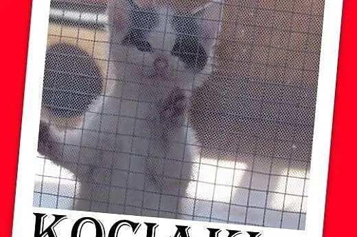 Wspinają się na kraty,płaczą,chcą na ręce, kociaki