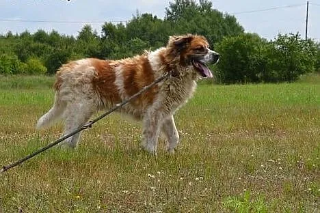 Piękny, dostojny, ale silny i charakterny BENIO sz