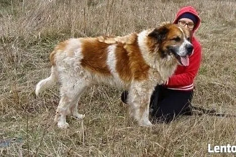 Piękny, dostojny, ale silny i charakterny BENIO sz