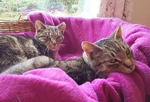 Kamil i Kamilka do adopcji!!!, łódzkie Łódź