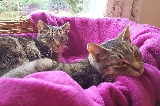 Kamil i Kamilka do adopcji!!!,  łódzkie Łódź