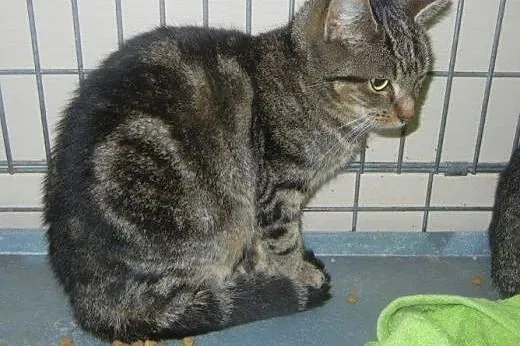 Kamil i Kamilka do adopcji!!!,  łódzkie Łódź