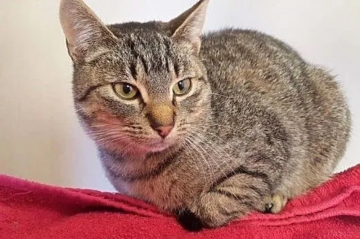 Kamil i Kamilka do adopcji!!!,  łódzkie Łódź