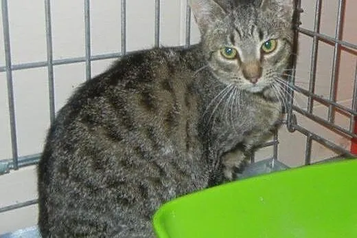 Kamil i Kamilka do adopcji!!!,  łódzkie Łódź