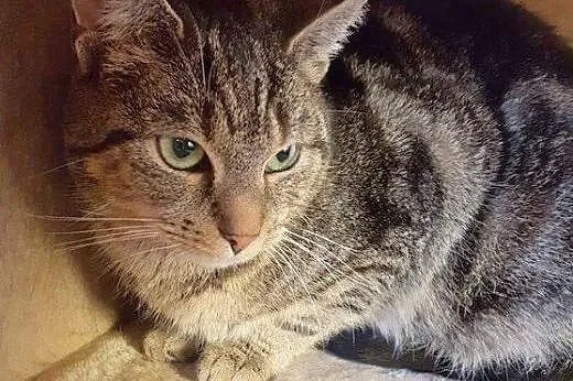 Kamil i Kamilka do adopcji!!!,  łódzkie Łódź