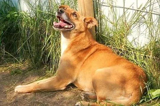 Mała i wrażliwa sunia LOLA szuka domu!