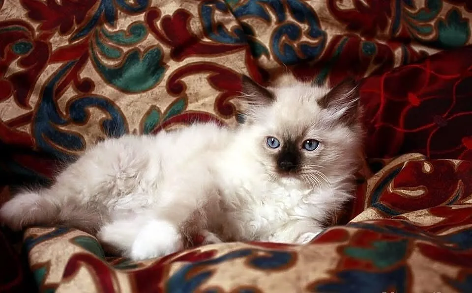 RAGDOLL Wspaniały kocurek TOMI RAG n 04 szuka koch