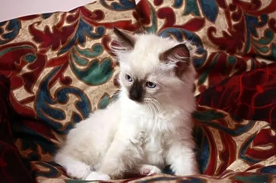 RAGDOLL Wspaniały kocurek TOMI RAG n 04 szuka koch