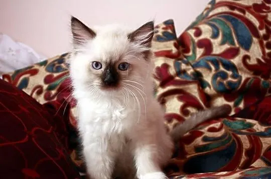 RAGDOLL Wspaniały kocurek TOMI RAG n 04 szuka koch