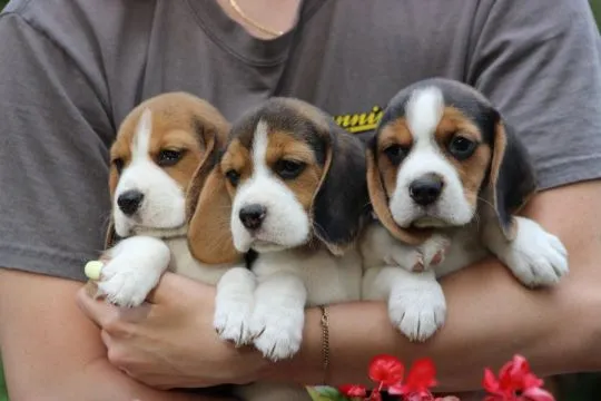 Szczeniaczek Beagle po Championie Polski ZKwP  FCI
