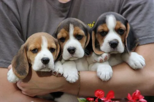 Szczeniaczek Beagle po Championie Polski ZKwP  FCI, , ALEKSANDRIA  PIERWSZA  KONOPIS