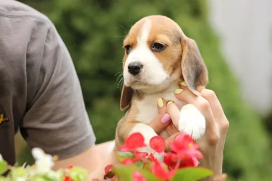 Szczeniaczek Beagle po Championie Polski ZKwP  FCI, , ALEKSANDRIA  PIERWSZA  KONOPIS