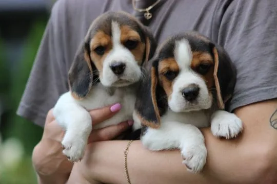 Szczeniaczek Beagle po Championie Polski ZKwP  FCI, , ALEKSANDRIA  PIERWSZA  KONOPIS