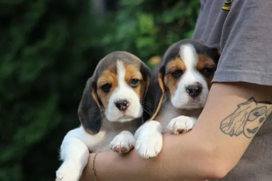 Szczeniaczek Beagle po Championie Polski ZKwP  FCI, , ALEKSANDRIA  PIERWSZA  KONOPIS