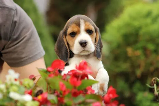 Szczeniaczek Beagle po Championie Polski ZKwP  FCI, , ALEKSANDRIA  PIERWSZA  KONOPIS