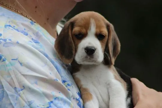 Szczeniaczek Beagle po Championie Polski ZKwP  FCI, , ALEKSANDRIA  PIERWSZA  KONOPIS