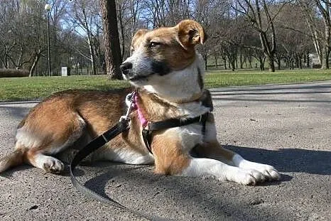 Młodziutka Elza poleca się do adopcji,  mazowieckie Warszawa