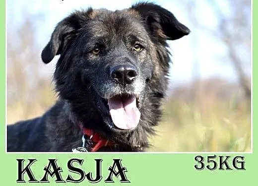 35kg, 4 lata,spokojna,przyjazna suka KASJA owczare