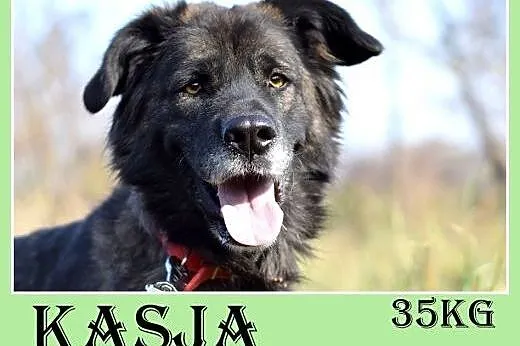 35kg, 4 lata,spokojna,przyjazna suka KASJA owczare