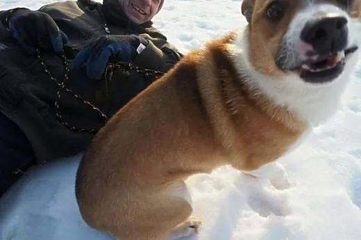 Masza młody wspaniały psiak szuka kochającego domk