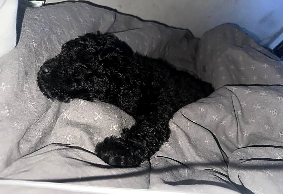 Suczka pomapoo, Pomorskie, Gdańsk
