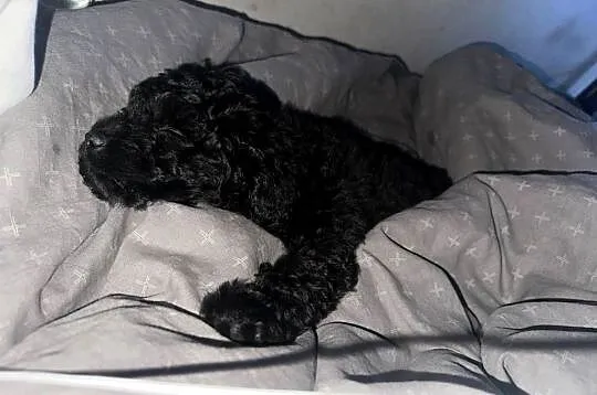 Suczka pomapoo, Pomorskie, Gdańsk